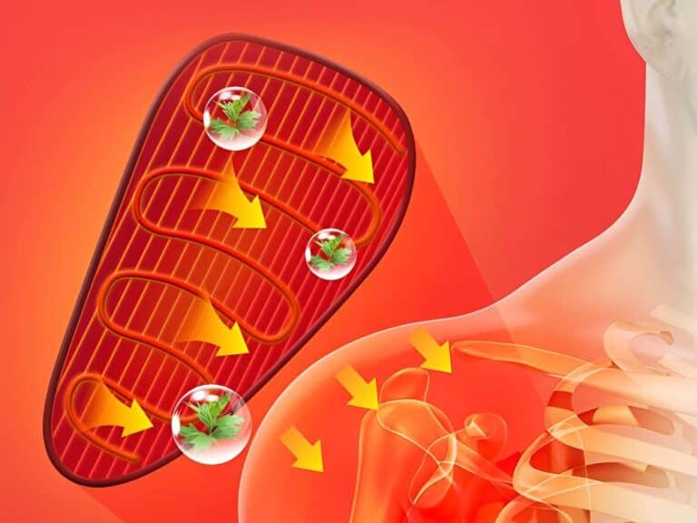 Schématické znázornění mitochondrie v buňce s červenými a žlutými šipkami, znázorňující energetický metabolismus a transport látek v buněčné struktuře.