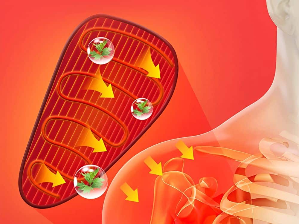 Schématické znázornění mitochondrie v buňce s červenými a žlutými šipkami, znázorňující energetický metabolismus a transport látek v buněčné struktuře.