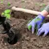 Rukavice v modré barvě zasazují mladou rostlinu do hlíny pomocí půdního vrtáku, detail zemědělské práce při výsadbě.